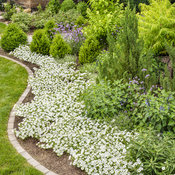 Thumbnail of Landscape: supertunia_snowdrift_bed_44_1.jpg