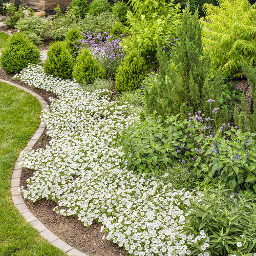 Landscape: supertunia_snowdrift_bed_44_1.jpg