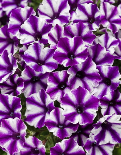 Petunia Annual
