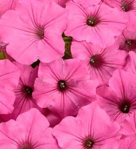 Supertunia Vista® Bubblegum® II - Petunia  