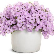 Thumbnail of Beauty Shot: supertunia_vista_cool_jazz_12821_mono.jpg
