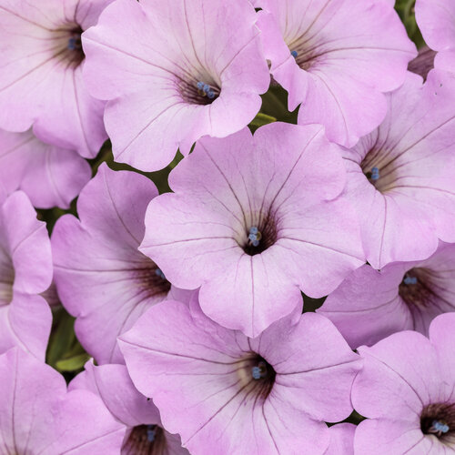 Supertunia Vista® Cool Jazz® - Petunia  
