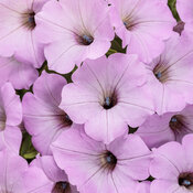 Thumbnail of Supertunia Vista® Cool Jazz® - Petunia  