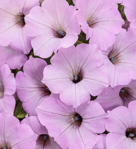 Supertunia Vista® Cool Jazz® - Petunia  