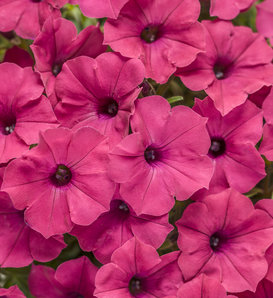 Supertunia Vista® Fuchsia II - Petunia  