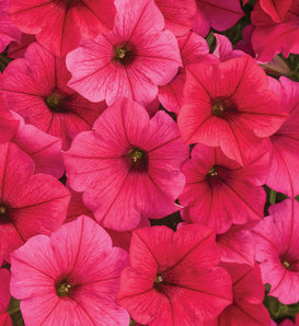 Supertunia Vista® Paradise - Petunia  
