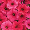 Supertunia Vista® Paradise - Petunia
