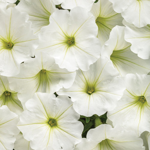 Supertunia Vista® Snowdrift™ - Petunia  