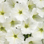 Thumbnail of Supertunia Vista® Snowdrift™ - Petunia  