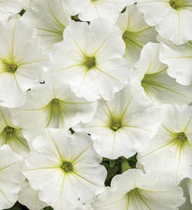 Supertunia Vista® Snowdrift™ - Petunia  