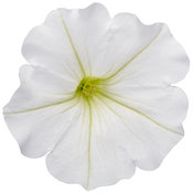 Thumbnail of Cut-out: supertunia_vista_snowdrift_02.jpg