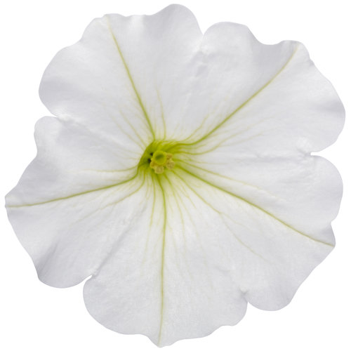 Cut-out: supertunia_vista_snowdrift_02.jpg