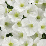 Thumbnail of Supertunia Mini Vista® White - Petunia  