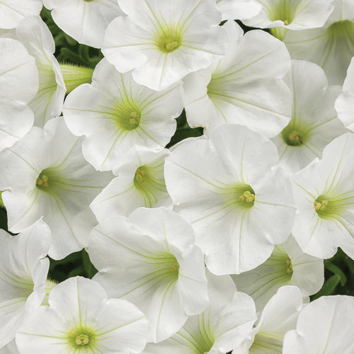 Supertunia Mini Vista® White - Petunia  