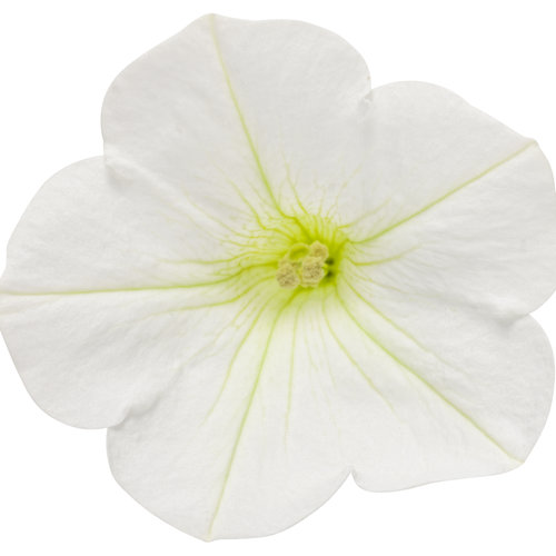 Cut-out: supertunia_white_charm_01.jpg
