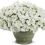Thumbnail of Beauty Shot: supertunia_white_charm_mono.jpg