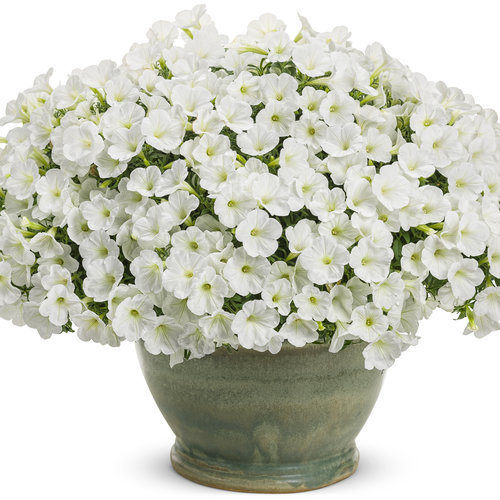 Beauty Shot: supertunia_white_charm_mono.jpg