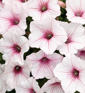 Supertunia Vista® Silverberry - Petunia  