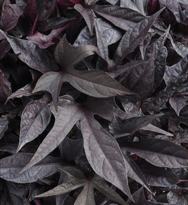 Sweet Caroline Raven™ II - Ornamental Sweet Potato Vine - Ipomoea batatas