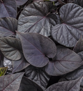 Sweet Caroline Sweetheart Jet Black™ - Sweet Potato Vine - Ipomoea batatas