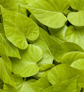 Sweet Caroline Sweetheart Lime - Sweet Potato Vine - Ipomoea  