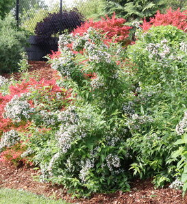 Sweet Emotion Blaze® - Hardy abelia - Abelia mosanensis