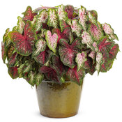 Thumbnail of Patio Container: sweetheart_passion.jpg