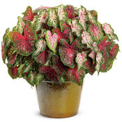 Thumbnail of Patio Container: 2022 National recipe Sweetheart Passion