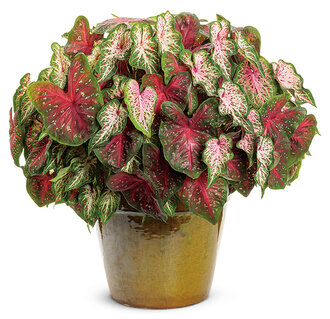 Sweetheart Passion - 2022 National Recipe of the Year (Caladiums)