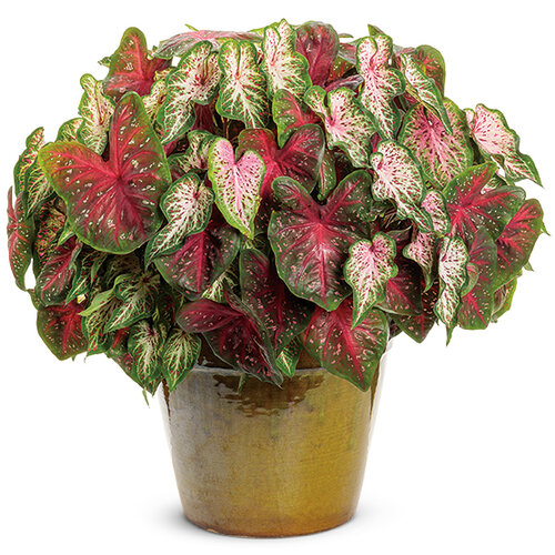 Patio Container: 2022 National recipe Sweetheart Passion