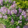 Scentara Pura® - Lilac - Syringa x hyacinthiflora