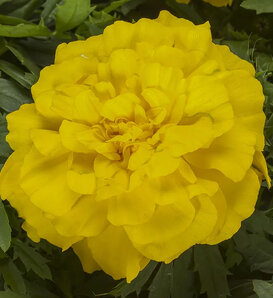 Endurance™ Yellow - Marigold - Tagetes patula