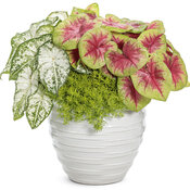 Thumbnail of Patio Container: take_to_heart.jpg