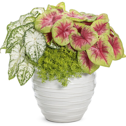 Patio Container: take_to_heart.jpg