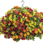 Thumbnail of Hanging Basket: tangerine_dream.jpg