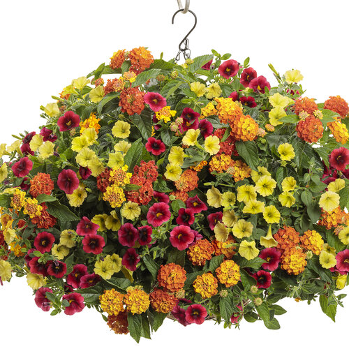 Hanging Basket: tangerine_dream.jpg