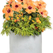 Thumbnail of Patio Container: tango_dance.jpg