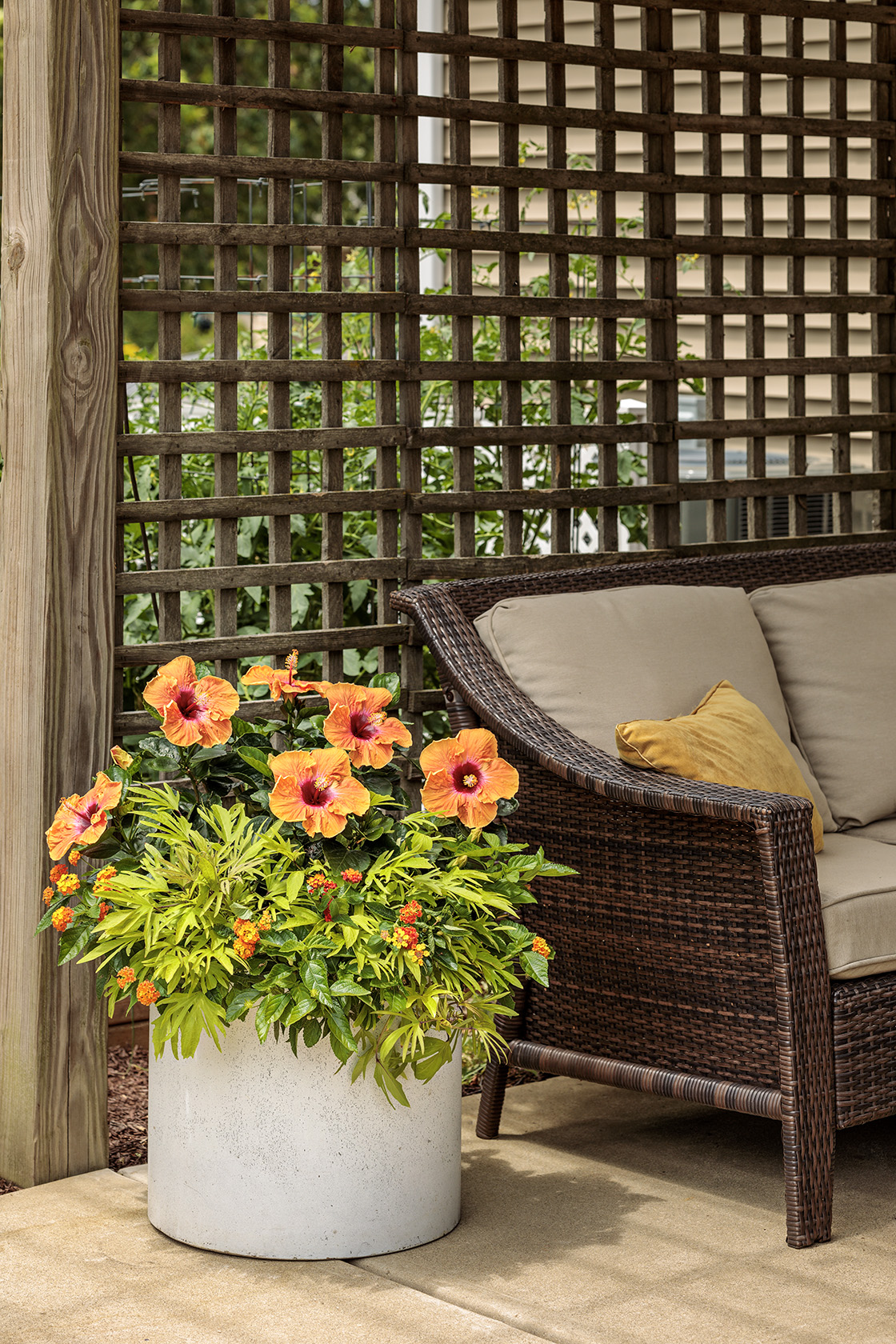 Hollywood Hibiscus<sup>™</sup>