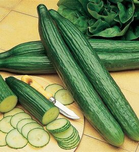 Telegraph Cucumber - English Cucumber - Cucumis sativus