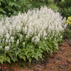 'Cutting Edge' - Foamflower - Tiarella hybrid