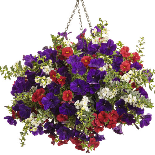 Hanging Basket: Tis of Thee