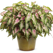 Thumbnail of Patio Container: to_die_for.jpg