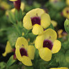 Catalina® Gilded Grape™ - Wishbone Flower - Torenia