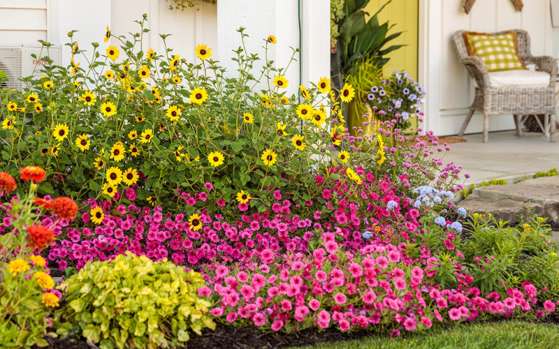 Garden bed mix of sunflowers, petunias, and coleus