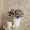 New Vogue® Feeling Flirty™ - Inch Plants - Tradescantia fluminensis