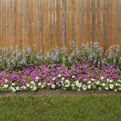 Thumbnail of Landscape: tri-color_blue_white_and_paradise_01.jpg