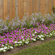 Thumbnail of Landscape: tri-color_blue_white_and_paradise_08.jpg