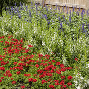 Thumbnail of Landscape: tri-color_red_white_and_blue_37.jpg