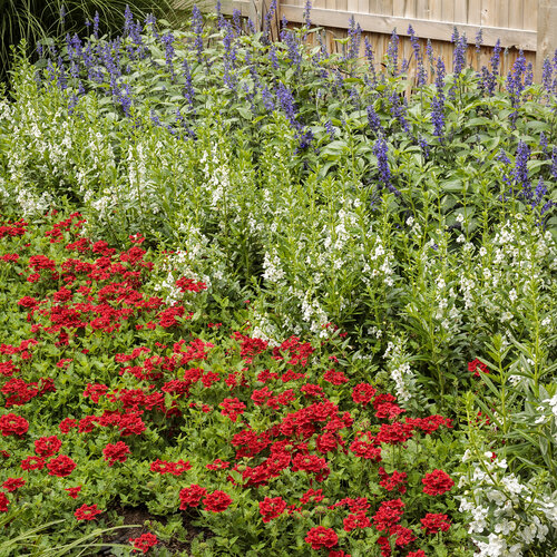 Landscape: tri-color_red_white_and_blue_37.jpg