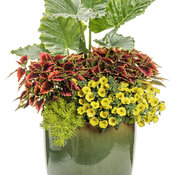 Thumbnail of Patio Container: tropical_twist.jpg